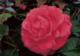 Flower Gardening